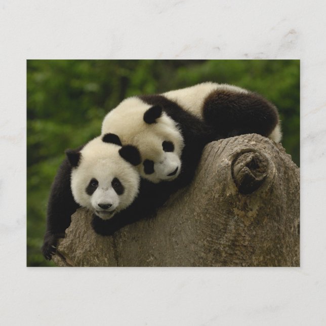 Pandababys Ailuropoda melanoleuca) 6 Postkarte (Vorderseite)
