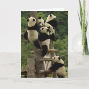 Pandababys Ailuropoda melanoleuca) Karte