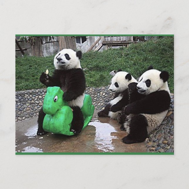 Pandabeer Postkarte (Vorderseite)