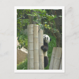 Pandaklettern Postkarte