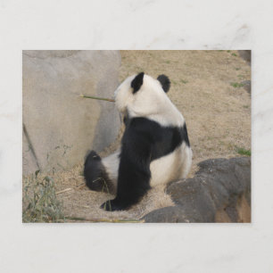 PandaM004 Postkarte