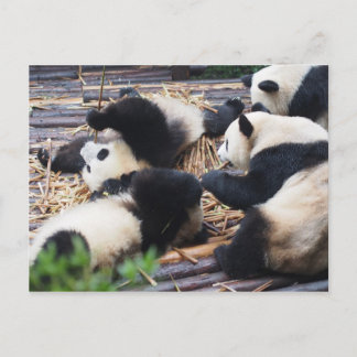 Pandas, Chengdu, China-Postkarte Postkarte