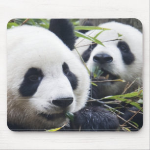 Pandas Mousepad