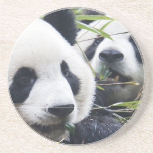 Pandas Sandstein Untersetzer