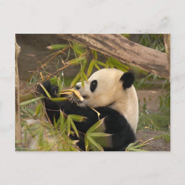 PandaSD008 Postkarte (Vorderseite)