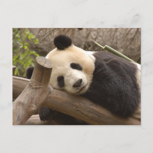 PandaSD010 Postkarte (Vorderseite)