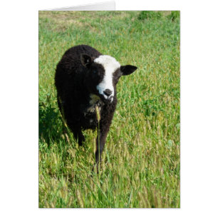 Pandi