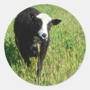 Pandi Runder Aufkleber