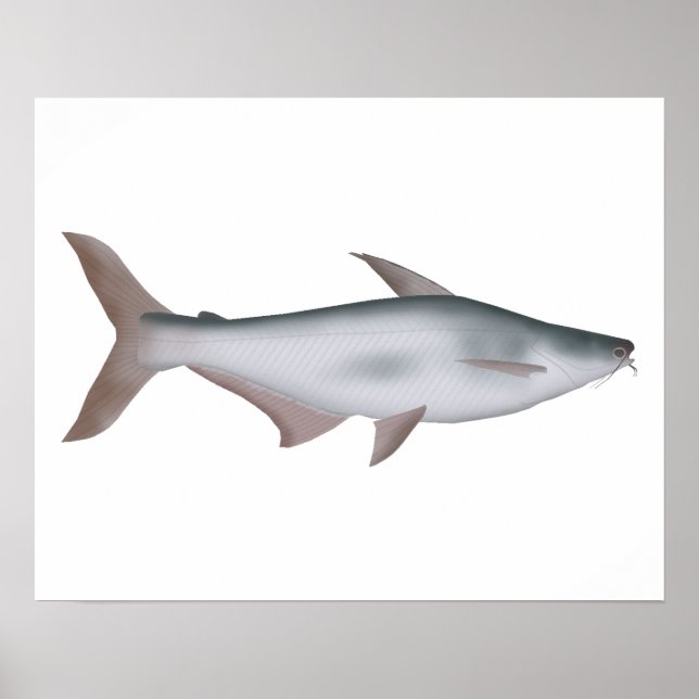 Pangas Catfish Poster (Vorne)