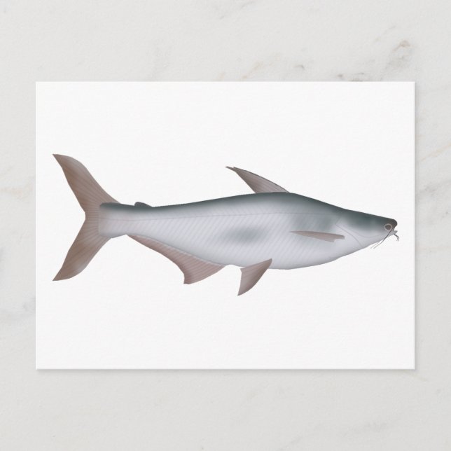 Pangas Catfish Postkarte (Vorderseite)