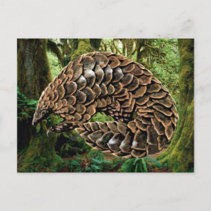 Pangolin Postkarten