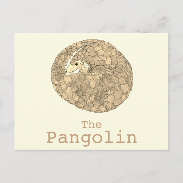 Pangolin Wildtiere gefährdete Arten Tierart Art Postkarte (Vorderseite)