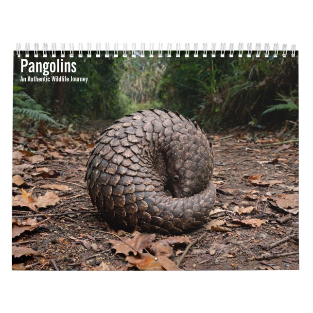 Pangolins 2027 Wandkalender (Titelbild)