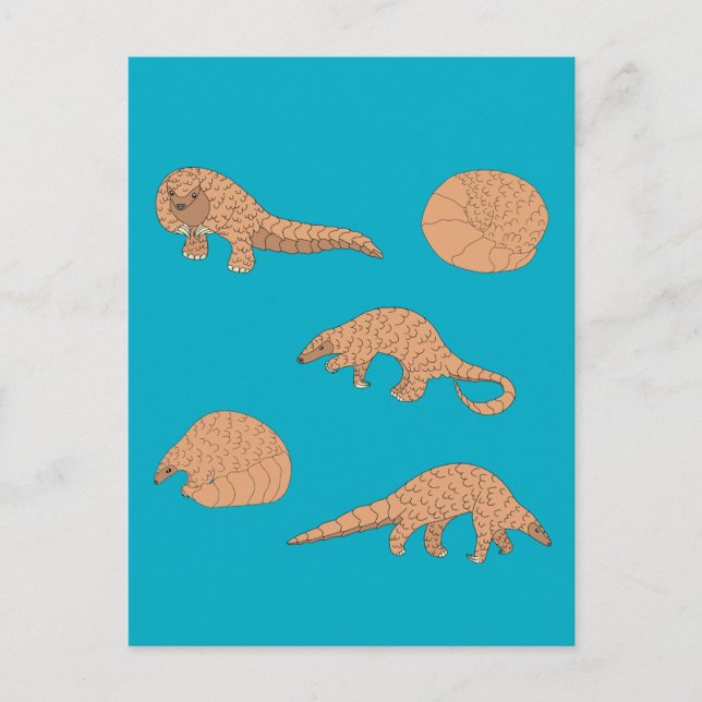 Pangolins Postkarte (Vorderseite)