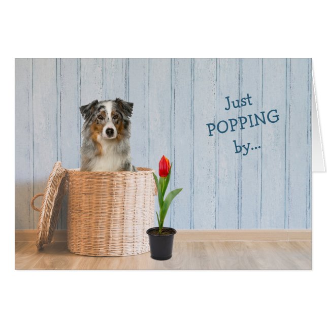 Panier en osier pour chien berger australien Anniv (Devant horizontal)