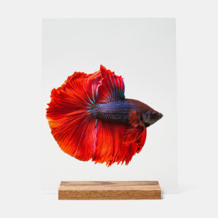 Panneau acrylique personnalisé 11" x 14", avec blo