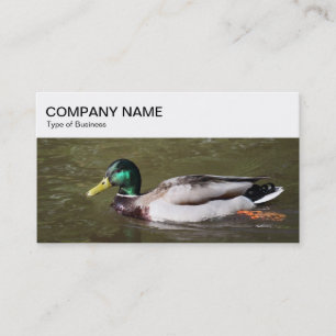 Panneau supérieur - Carte de visite de canard de M