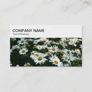Panneau supérieur - Shasta Daisies Carte de visite