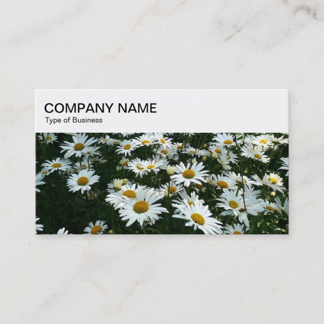 Panneau supérieur - Shasta Daisies Carte de visite (Devant)
