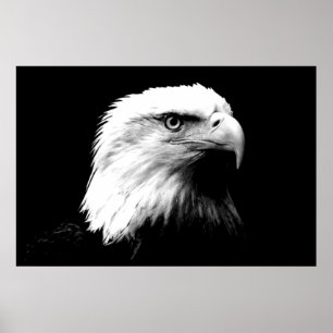 Panorama Bald Eagle American Eagle Poster Print