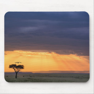 Panoramablick auf Geier und Akazienbaum Mousepad