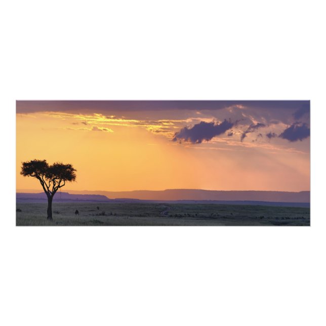 Panoramasicht auf den Akazienbaum des Single Fotodruck (Vorne)
