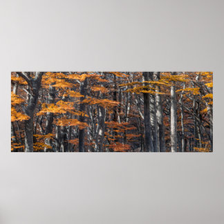 Panoramawaldlandschaft, ushuaia, argentina poster