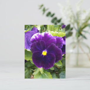 Panser violet profond, Carte postale