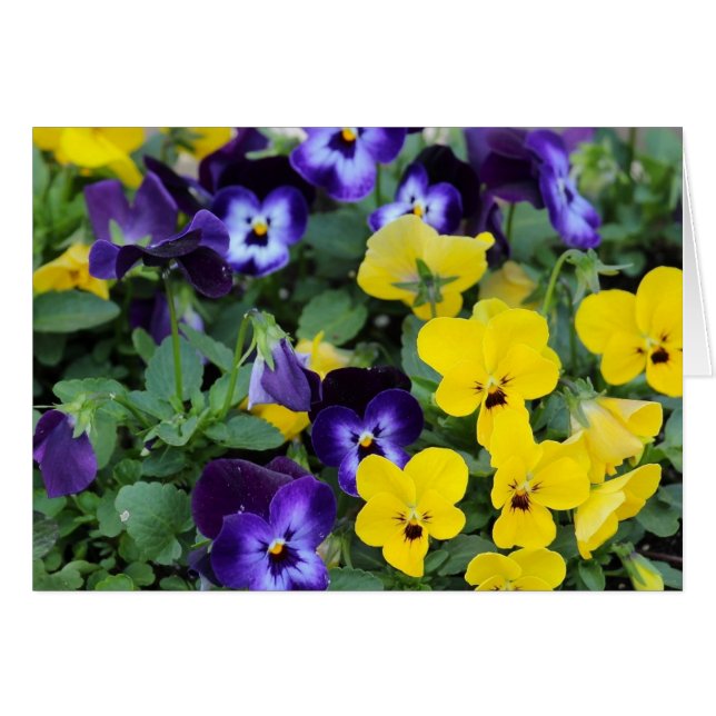 Pansies (Devant Horizontal)