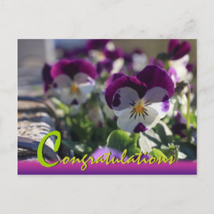 Pansies CC0474 Flower Celebration Carte postale