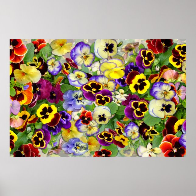 Pansies ~ Poster (Devant)