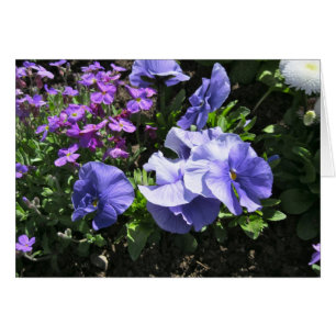 Pansies violettes timides
