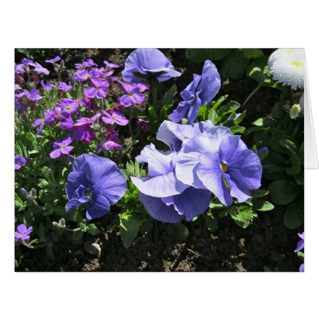 Pansies violettes timides grandes (Devant horizontal)