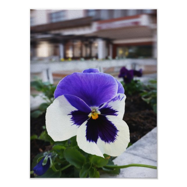 Pansy auf dem Bürgersteig Fotodruck (Vorne)
