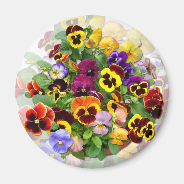 PANSY BEAUTY ~ Magnet (Devant)