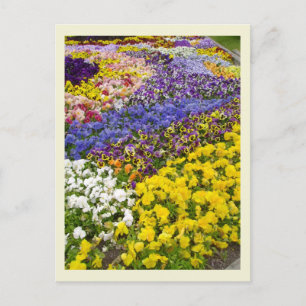 Pansy Bed Postcard Postkarte