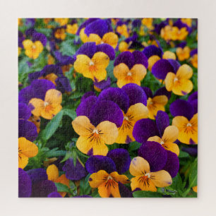Pansy Bloom: Garden Beauty Nah-up.
