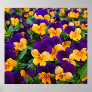 Pansy Bloom: Garden Beauty Nah-up. Poster