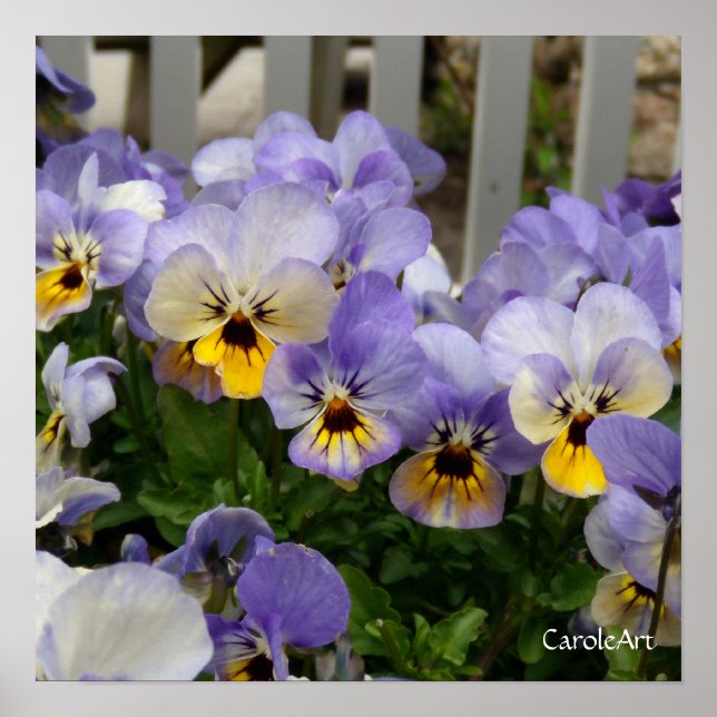 "Pansy Blues Fence" Art Poster (Vorne)