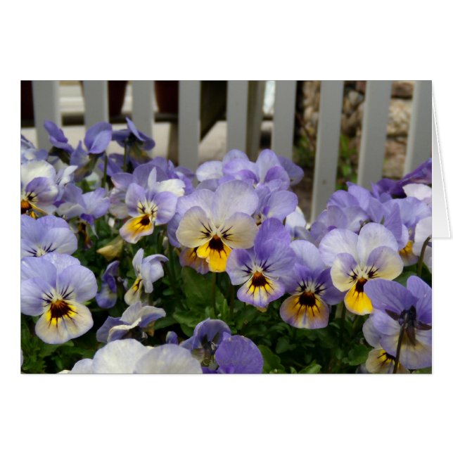 Pansy-Blues-Zaun (Vorderseite (Horizontal))