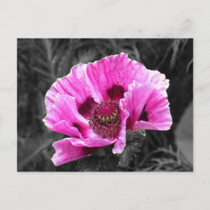 Pansy Blume Lila Color Pop Postkarte