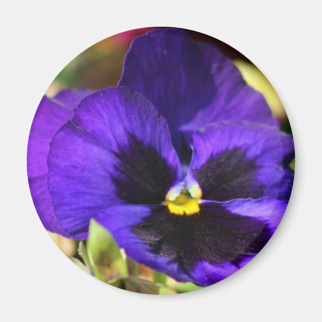 Pansy Blume Magnet (Vorne)