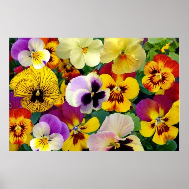 Pansy Blume ~ Poster (Vorne)