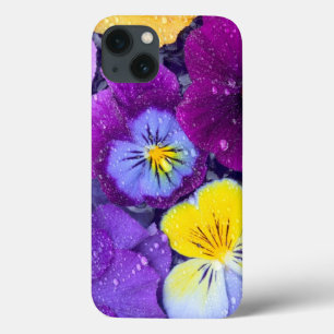 Pansy Blume schwimmen im Vogelbad mit Tau 2 title_seo2