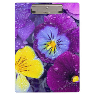 Pansy Blume schwimmen im Vogelbad mit Tau 2 Klemmbrett