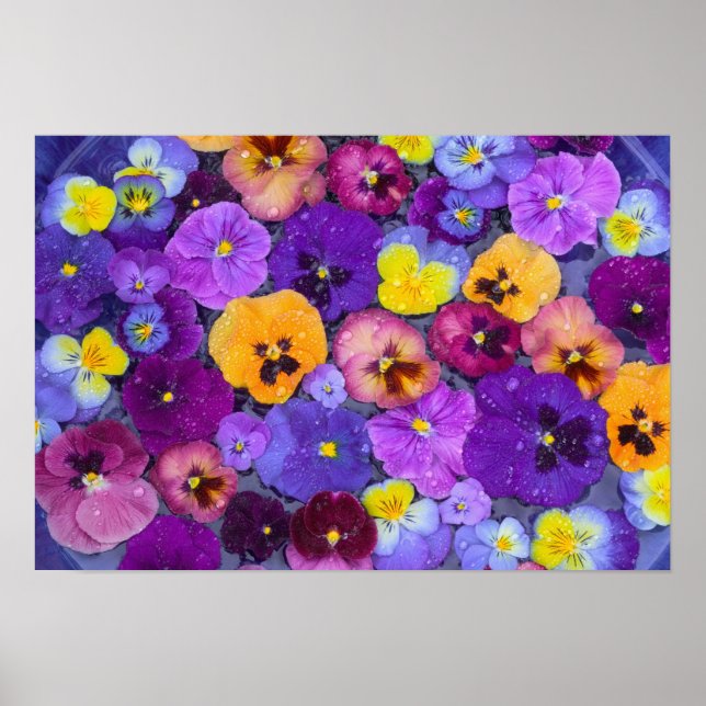 Pansy Blume schwimmen im Vogelbad mit Tau Poster (Vorne)