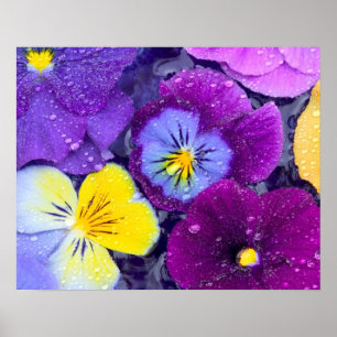 Pansy Blume schwimmen im Vogelbad mit Tau Poster