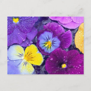 Pansy Blume schwimmen im Vogelbad mit Tau Postkarte