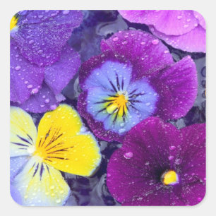 Pansy Blume schwimmen im Vogelbad mit Tau Quadratischer Aufkleber