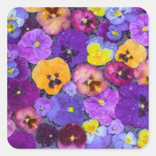 Pansy Blume schwimmen im Vogelbad mit Tau Quadratischer Aufkleber